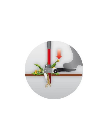 Echardonnoir Wolf IWA - BEAUCAMP MOTOCULTURE 2