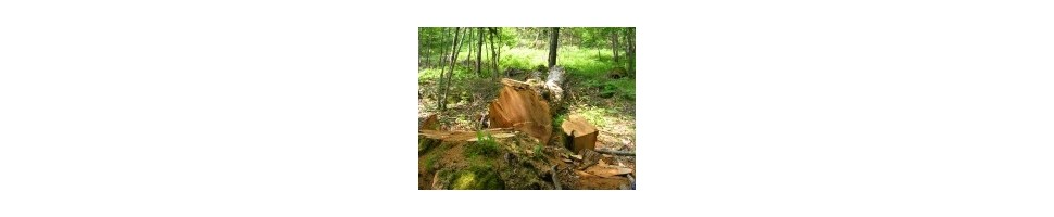 De la simple coupe du bois, tailler les haies, broyer les branches et fendre le bois, vous trouverez certainement l'appareil qui convient.